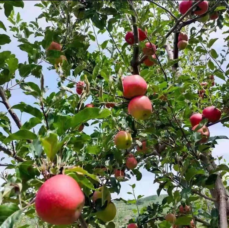 盐源金正源糖心苹果