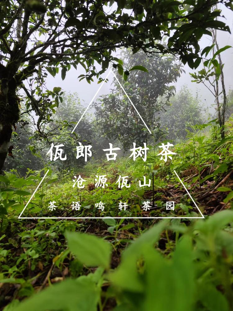 沧源佤山茶语鸣轩生态园