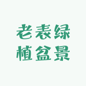 老表绿植盆景