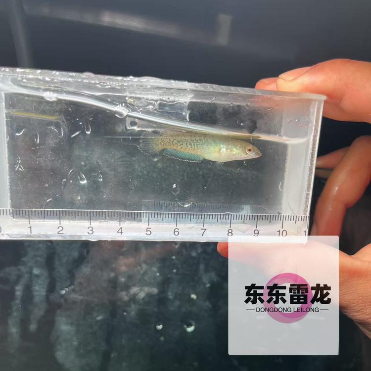 东东雷龙