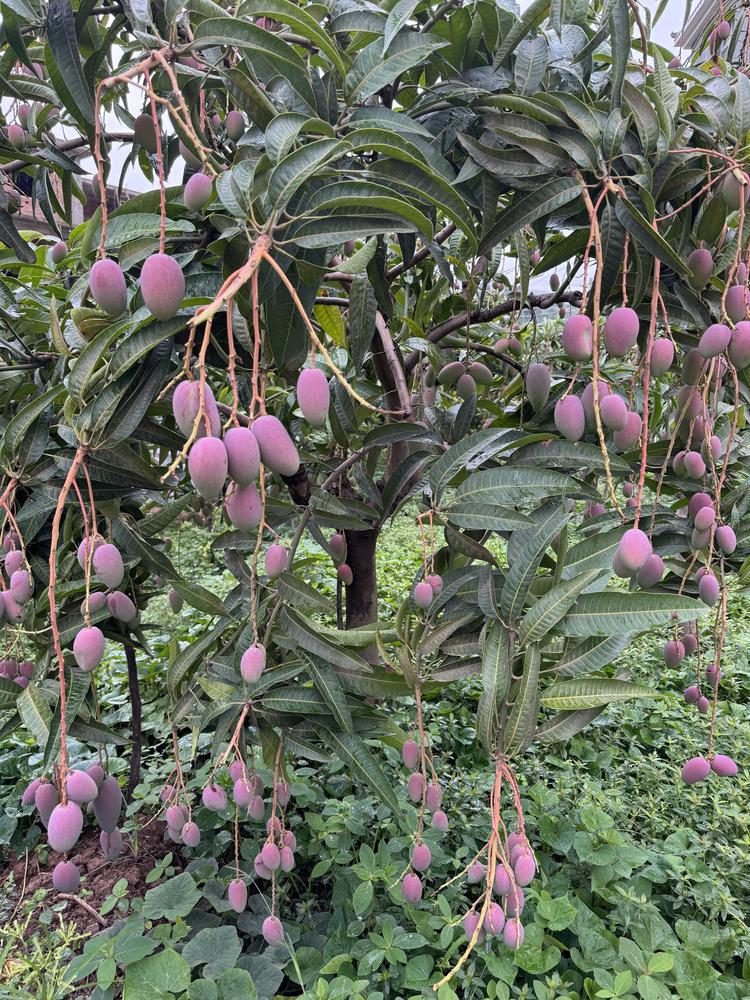 加艳甄选好货店