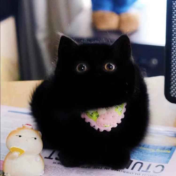 大k爱宠物用品店