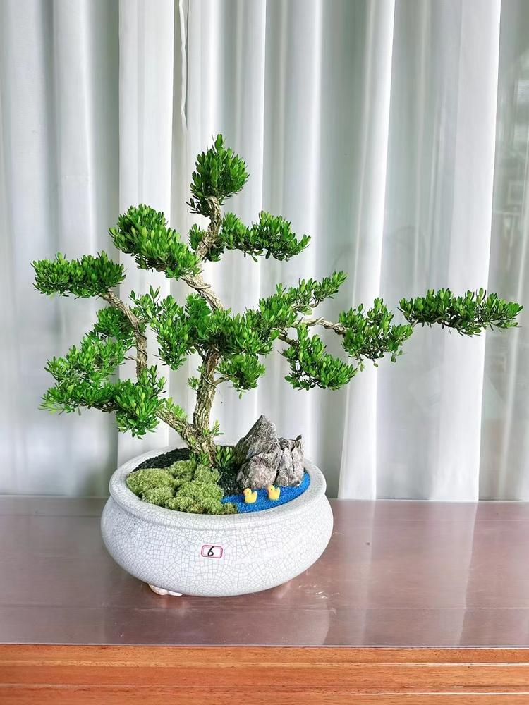 广州花屿绿植花卉