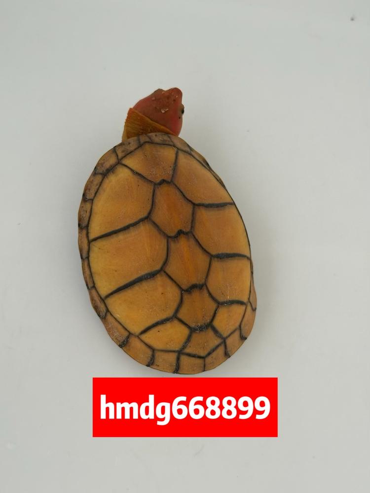 标歌蛋龟养殖场