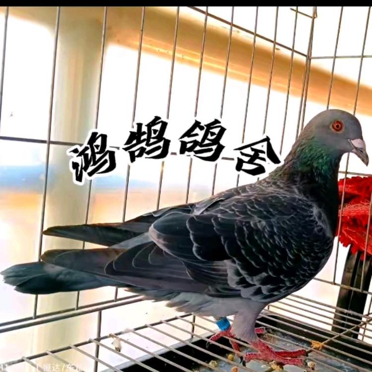 鸿鹄鸽舍