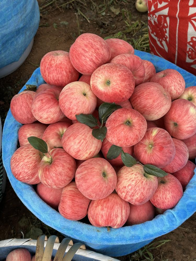 阳小铺RGi