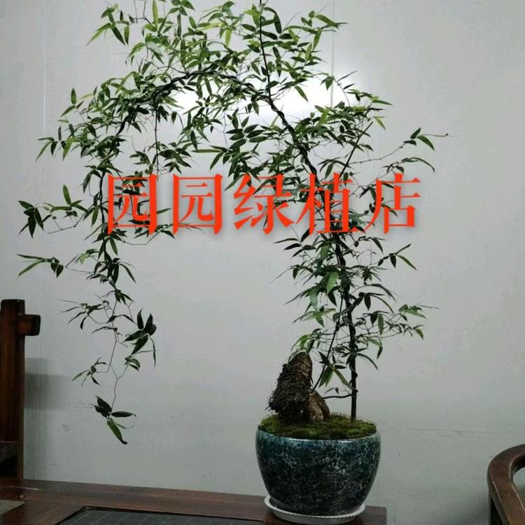 园园绿植店