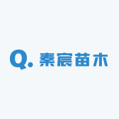 秦宸苗木