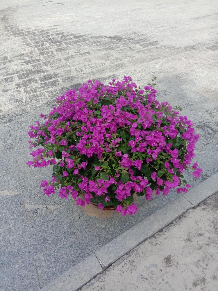 冰糖葫芦卢