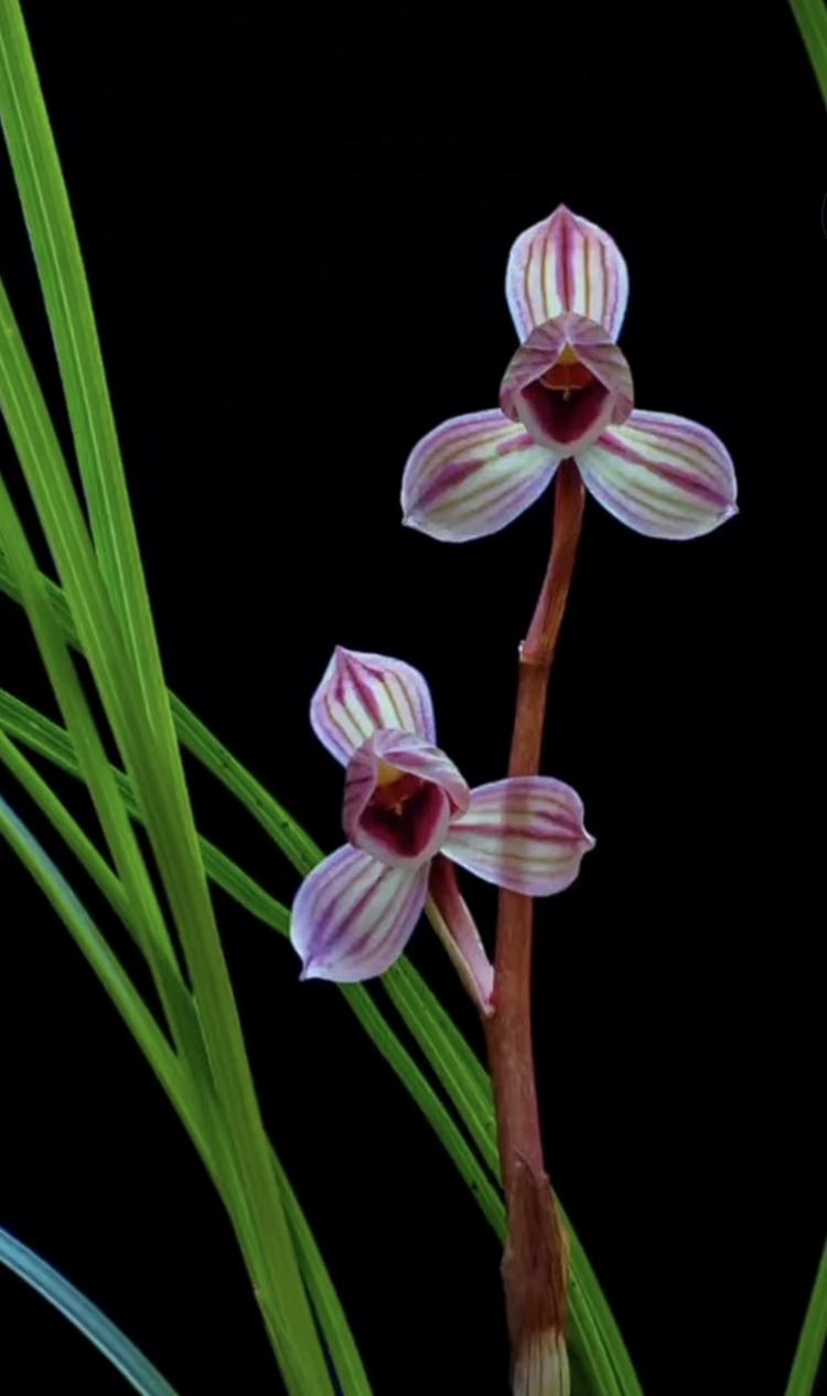 山君花卉绿植土特产