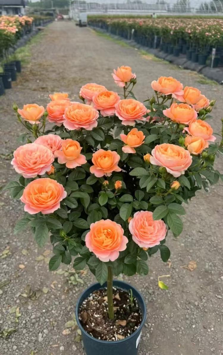 花果园电子商务店