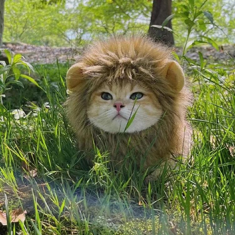 猫仔中古二手潮鞋