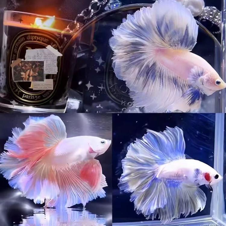 炬盛水族世界