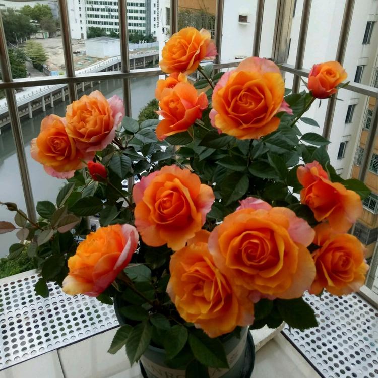 小桥花园