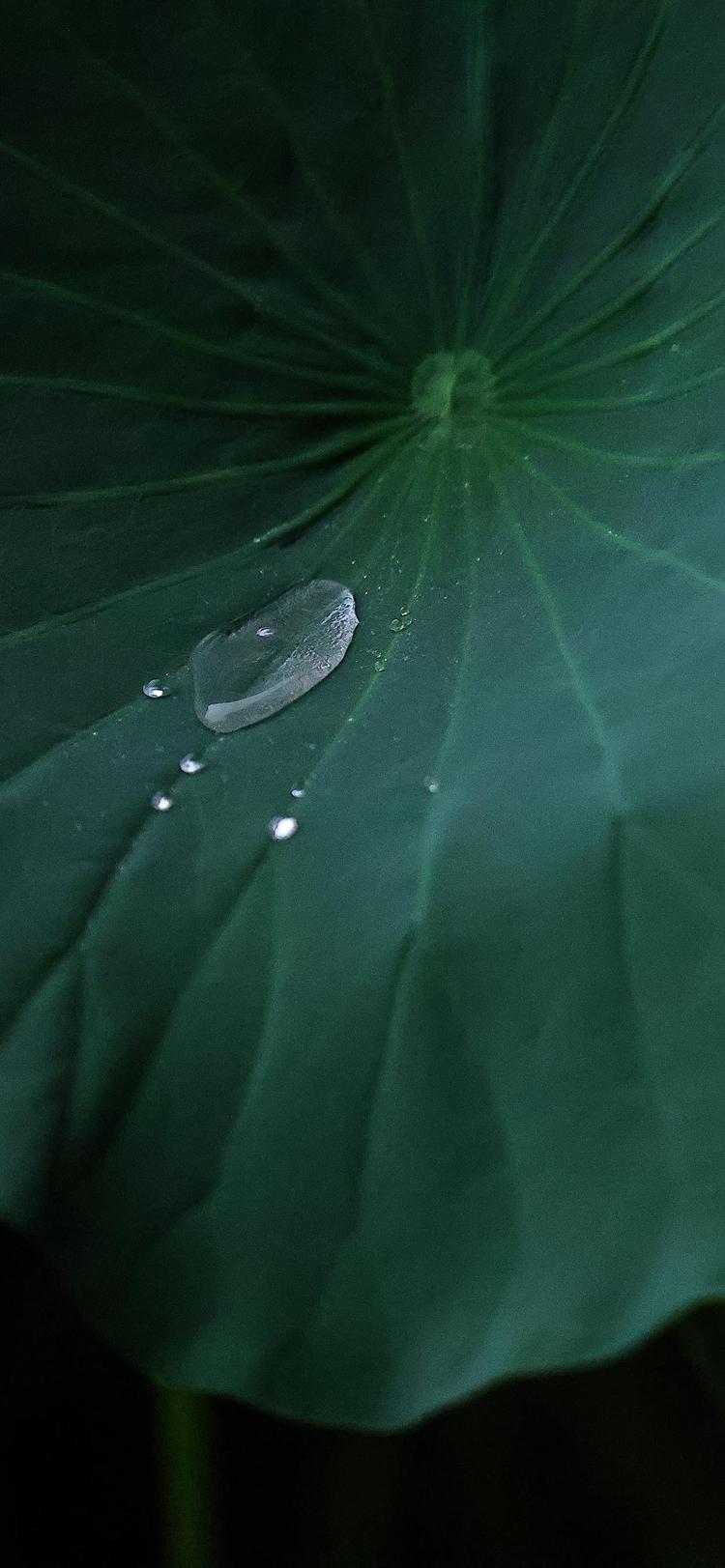 四叶花花