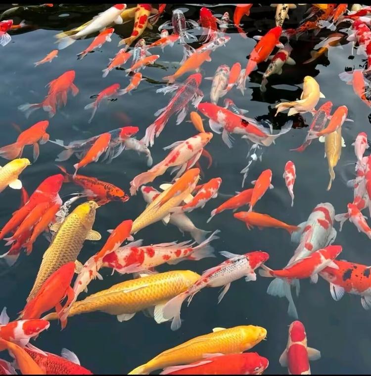 铭泽观赏鱼