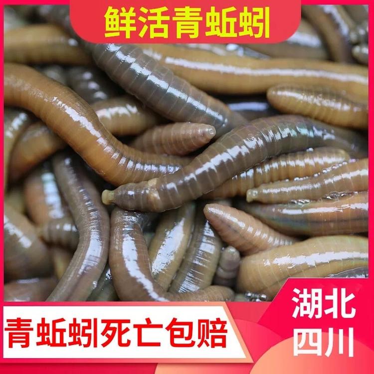 湖北荆州青蚯蚓
