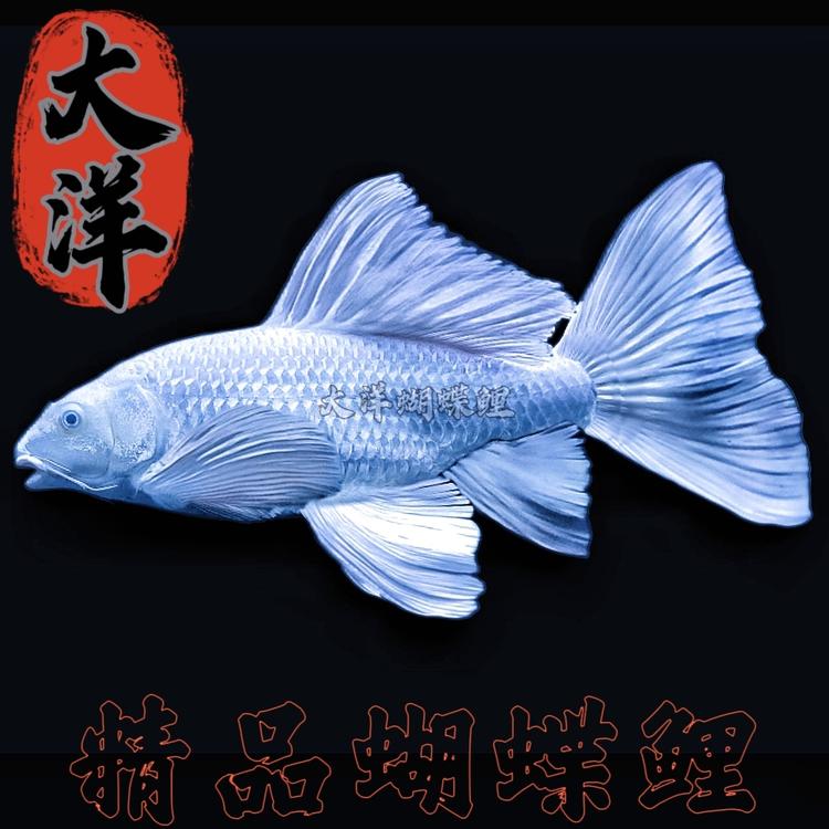 大洋蝴蝶鲤