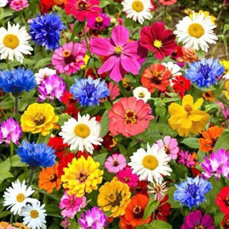 遇花缘种业