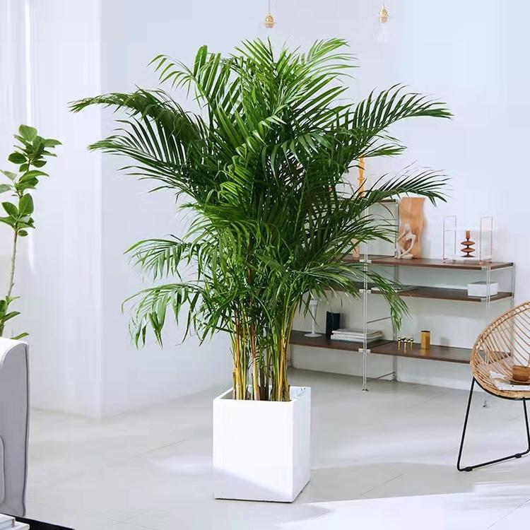 潘绿植个体店