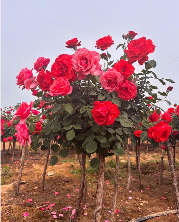 月季花种植