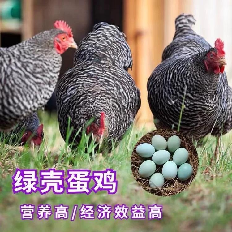 飞梦科技养殖基地