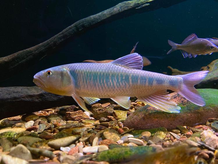 钓鱼佬的杂货铺