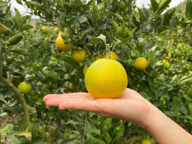 芸瑞鲜果
