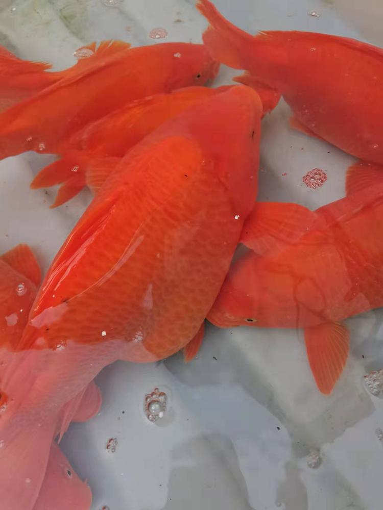 婺源县胡哥水产店的小店