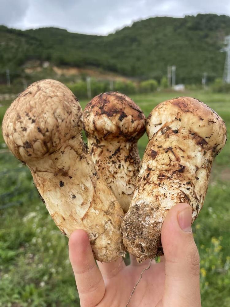 山菌时味