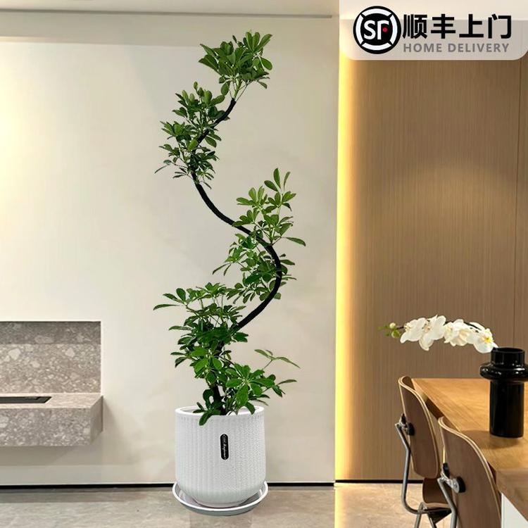馨艺绿植园艺经营部
