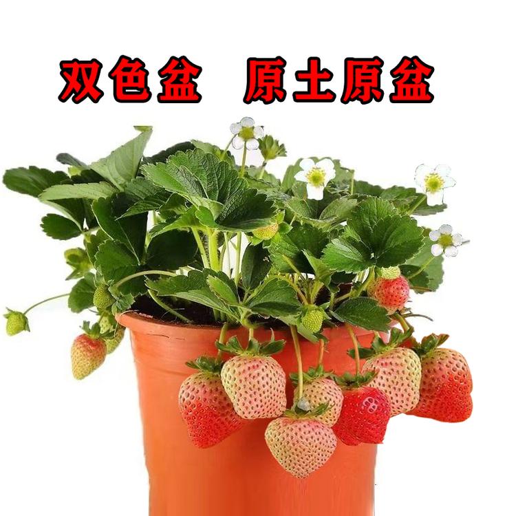 沭阳县茆圩乡茆学明苗木经营部