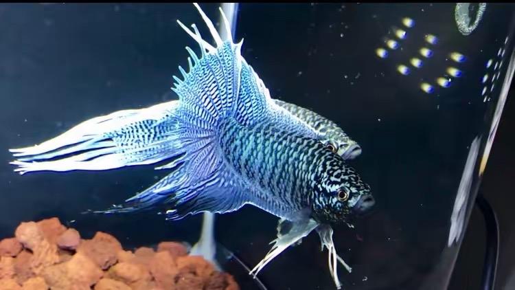 鱼生财宠物优品铺子