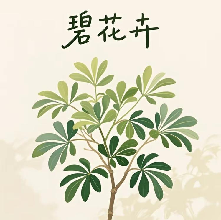 碧花卉