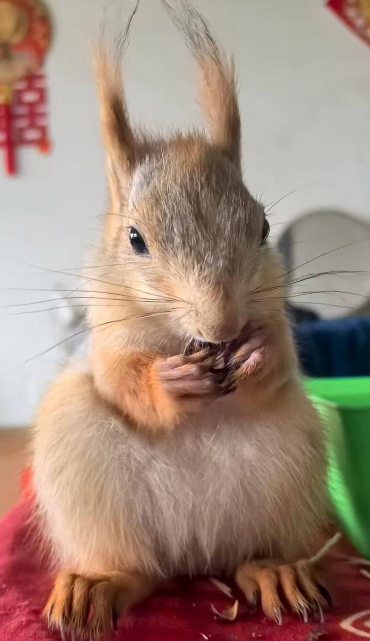 山西雪地松鼠养殖场