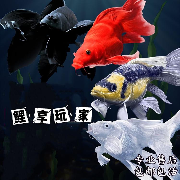 鲤享玩家