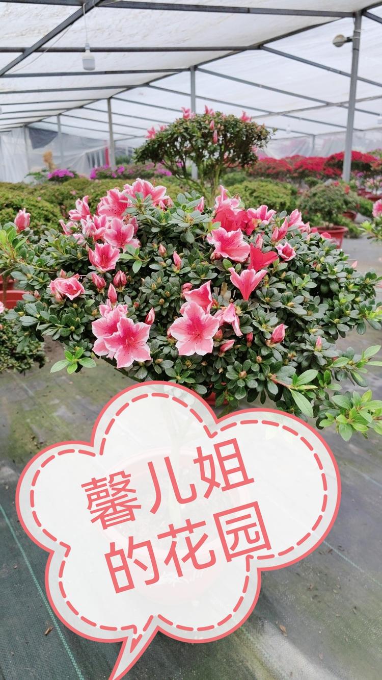 馨儿姐的花园