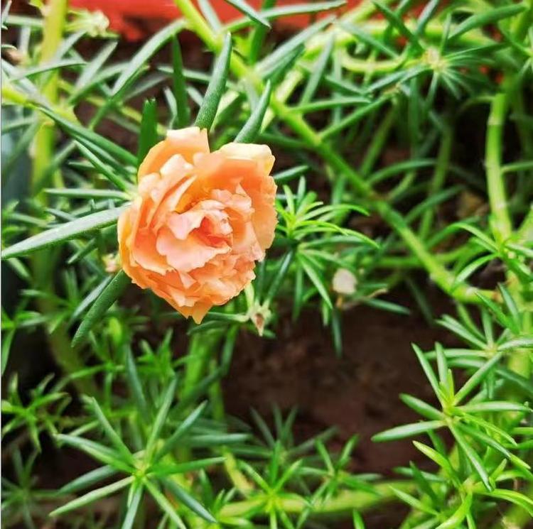 韶安花果树苗木专卖店