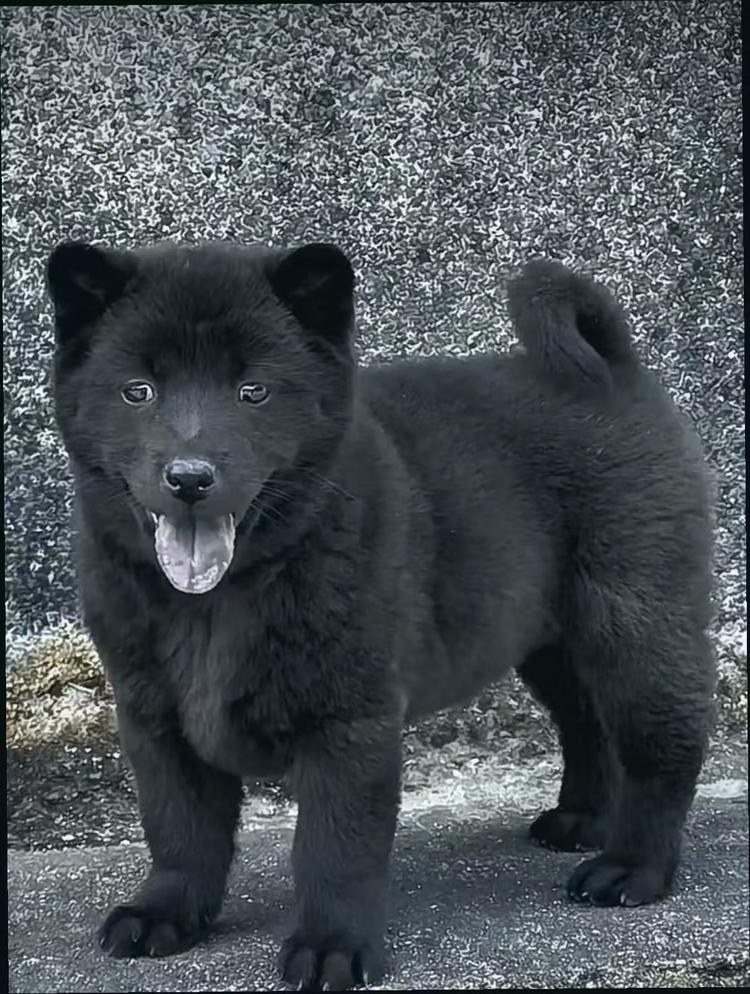 萌宠狗狗好品