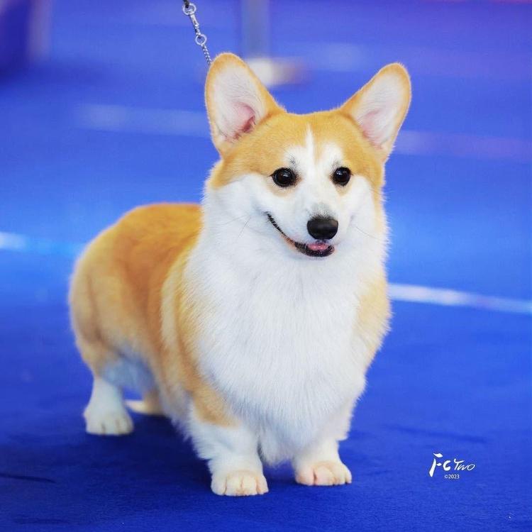 米骑士