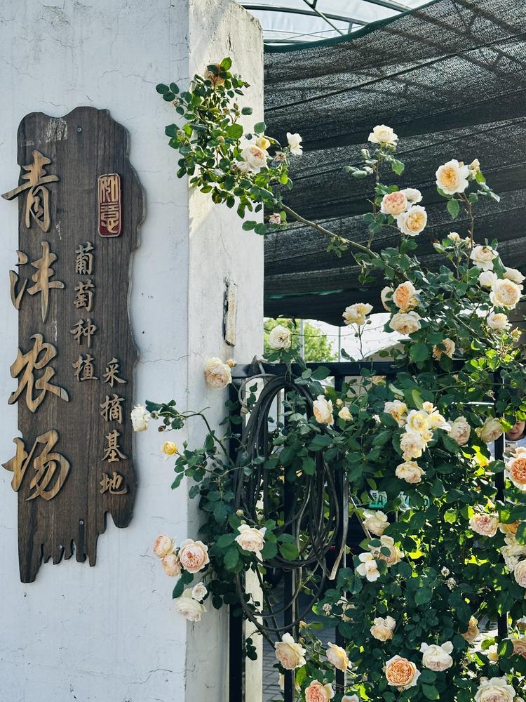 青沣农场臻选