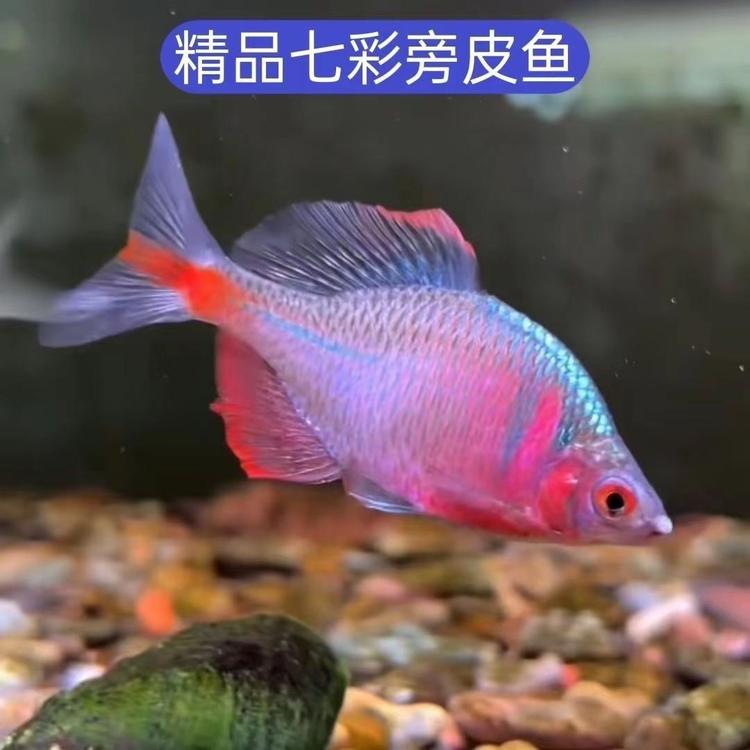 五彩缤纷的小精灵