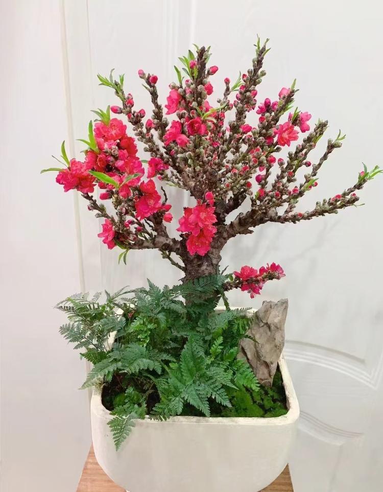 观赏桃花and绿植