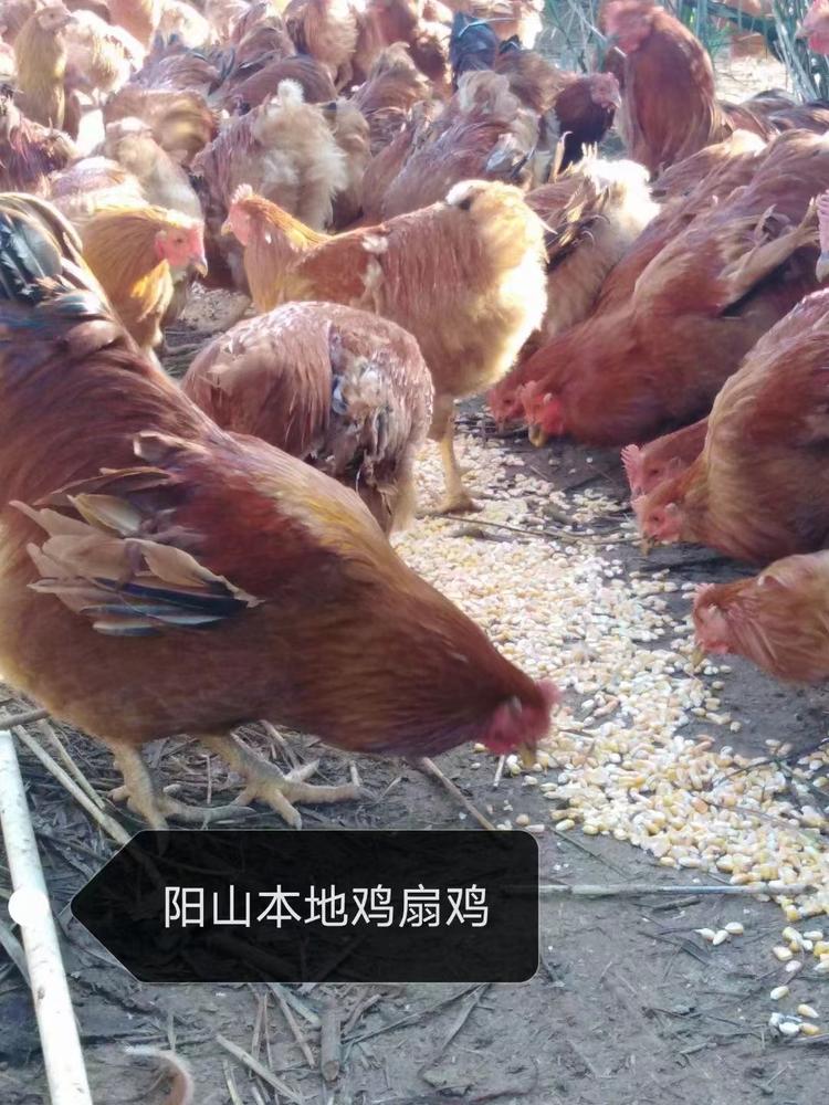 阳山农家走地鸡