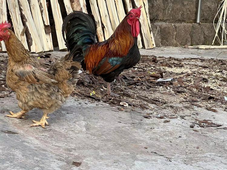 大竹农夫生态农业经营部