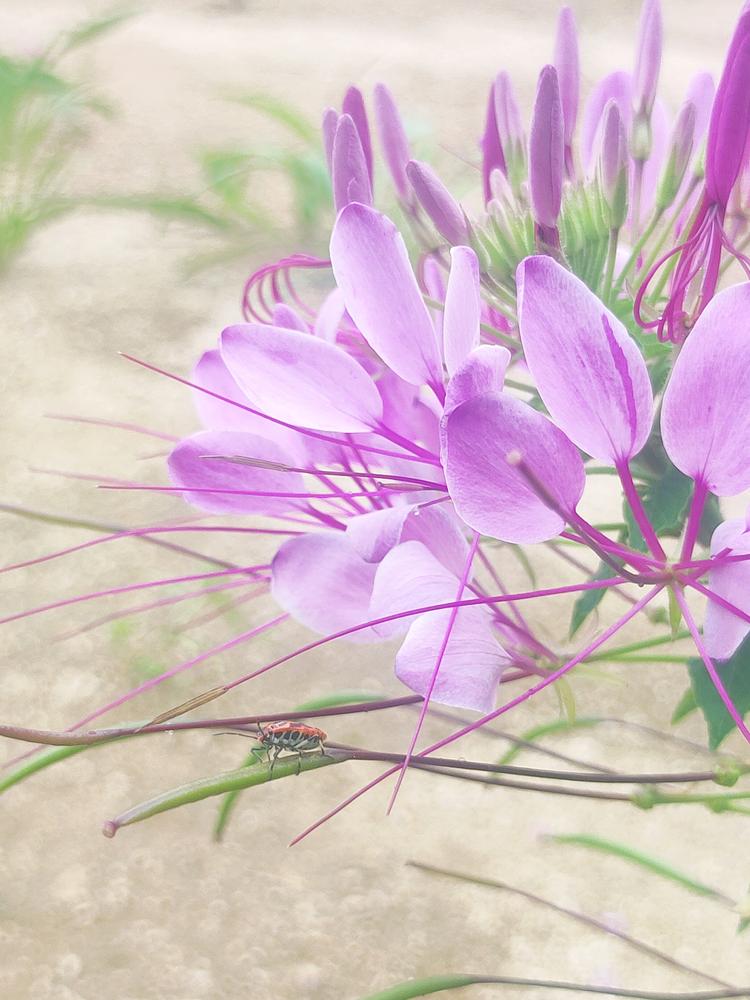 晓晴好物甄选铺