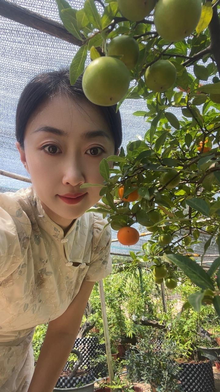 飓风金弹子
