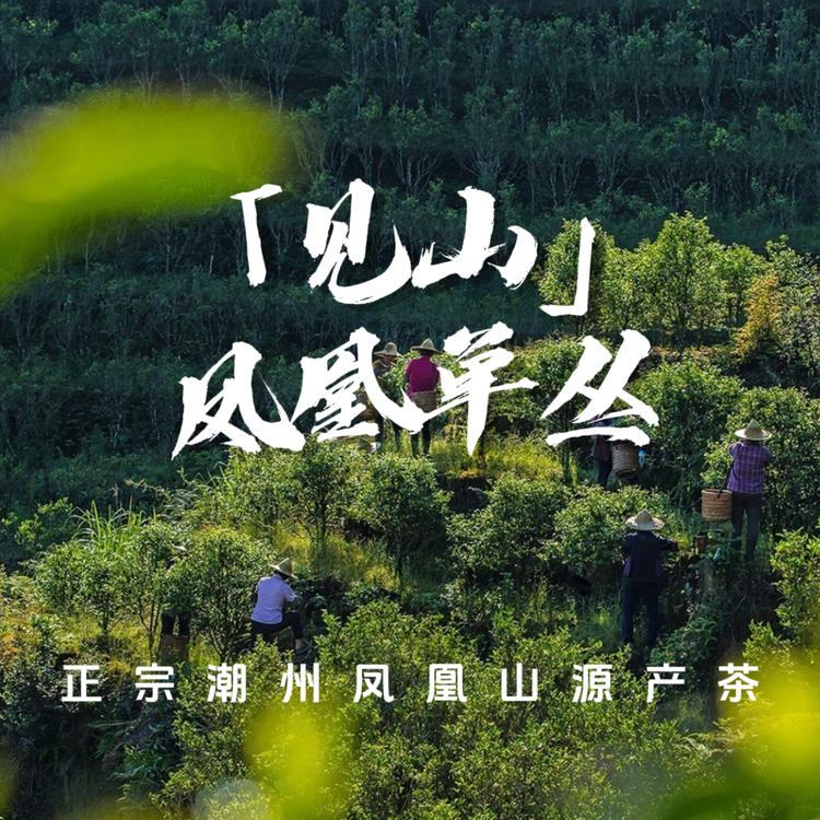 炭焙单丛茶农
