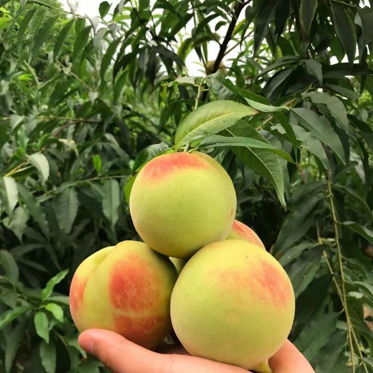 连平县培达农业公司