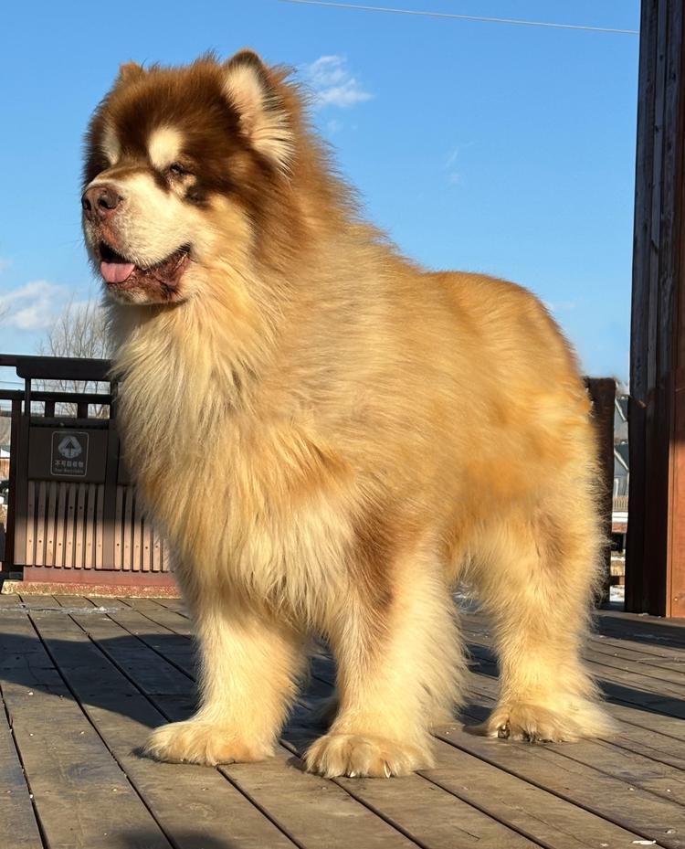 盛名犬业